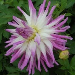 Dahlia 'Mingus Randy' -Olivia Plants Sales x600 27354