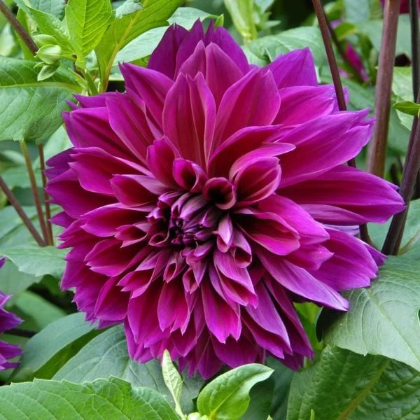 Dahlia 'Thomas Edison' 2 Dahlia 'Thomas Edison' - Image 2