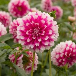 Dahlia 'Fuzzy Wuzzy' -Olivia Plants Sales x600 27358