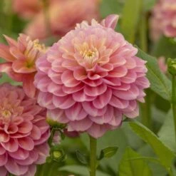 Dahlia 'Milena Fleur' -Olivia Plants Sales x600 27360
