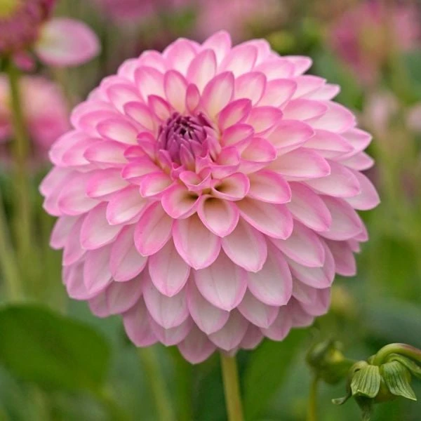 Dahlia 'Arbatax' 2 Dahlia 'Arbatax' - Image 2