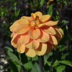 Dahlia 'Ginger Snap' -Olivia Plants Sales x600 27382