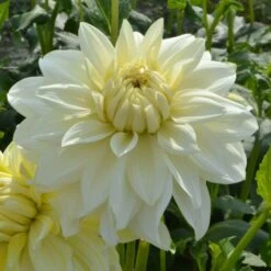 Dahlia 'La Luna' -Olivia Plants Sales x600 27386