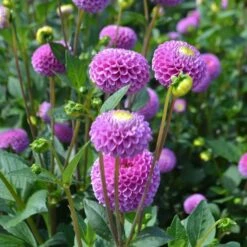 Dahlia 'Franz Kafka' -Olivia Plants Sales x600 27389