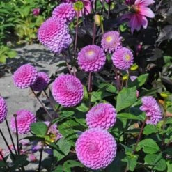 Dahlia 'Franz Kafka' -Olivia Plants Sales x600 27390