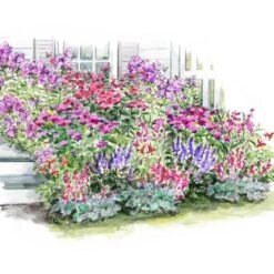 Long-Season Hummingbird Garden -Olivia Plants Sales x600 27416