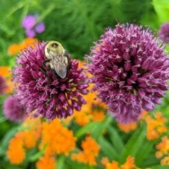 Allium Sphaerocephalon -Olivia Plants Sales x600 27599