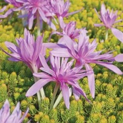 Colchicum 'Waterlily' -Olivia Plants Sales x600 27748