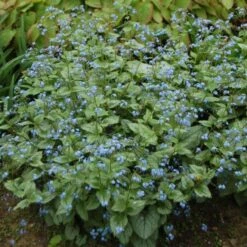 Brunnera Macrophylla 'Jack Frost' 11 Brunnera Macrophylla 'Jack Frost' -Olivia Plants Sales x600 27777