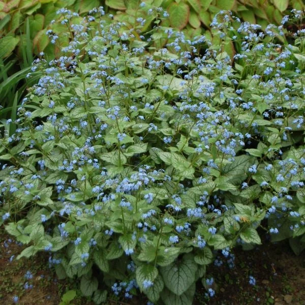 Brunnera Macrophylla 'Jack Frost' 6 Brunnera Macrophylla 'Jack Frost' - Image 6