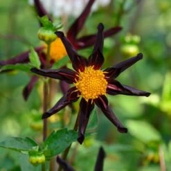 Dahlia 'Verrone's Obsidian' -Olivia Plants Sales x600 27992