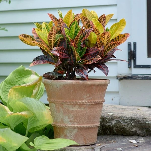 Cretan Pot Andreas 1 Cretan Pot Andreas