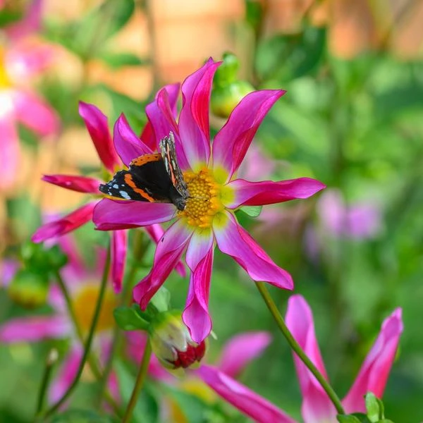 Dahlia 'Honka Pink' 2 Dahlia 'Honka Pink' - Image 2