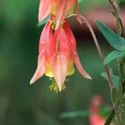 Aquilegia Canadensis -Olivia Plants Sales x600 28244