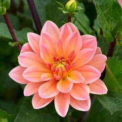 Dahlia 'Doctor P.H. Riedl' 6 Dahlia 'Doctor P.H. Riedl' -Olivia Plants Sales x600 28267