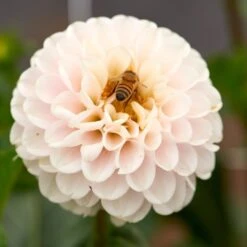 Dahlia 'Light Wizard'