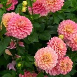 Dahlia 'Milena Fleur' -Olivia Plants Sales x600 28274