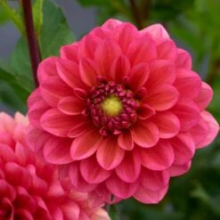 Dahlia 'Salmon Runner' 5 Dahlia 'Salmon Runner' -Olivia Plants Sales x600 28278
