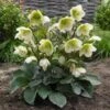 Helleborus Frostkiss® Molly's White