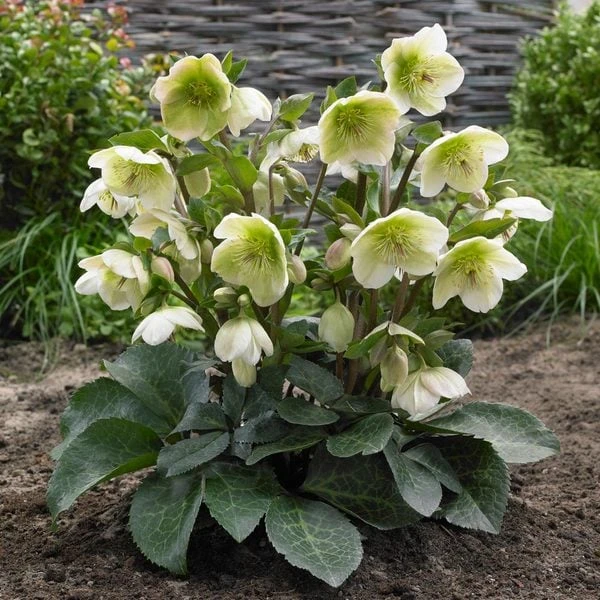 Helleborus Frostkiss® Molly's White 1 Helleborus Frostkiss® Molly's White