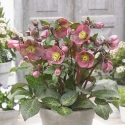 Helleborus Frostkiss® Pippa's Purple 5 Helleborus Frostkiss® Pippa's Purple -Olivia Plants Sales x600 28424
