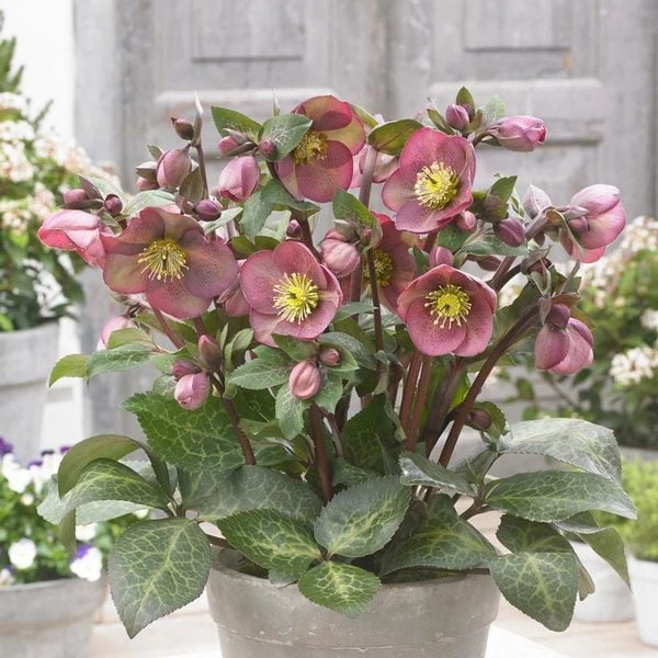Helleborus Frostkiss® Pippa's Purple 3 Helleborus Frostkiss® Pippa's Purple - Image 3