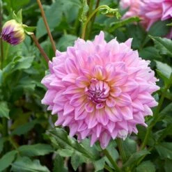 Dahlia 'Strawberry Ice' -Olivia Plants Sales x600 28467