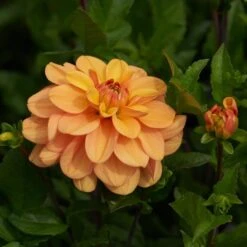 Dahlia 'Ginger Snap' -Olivia Plants Sales x600 28472
