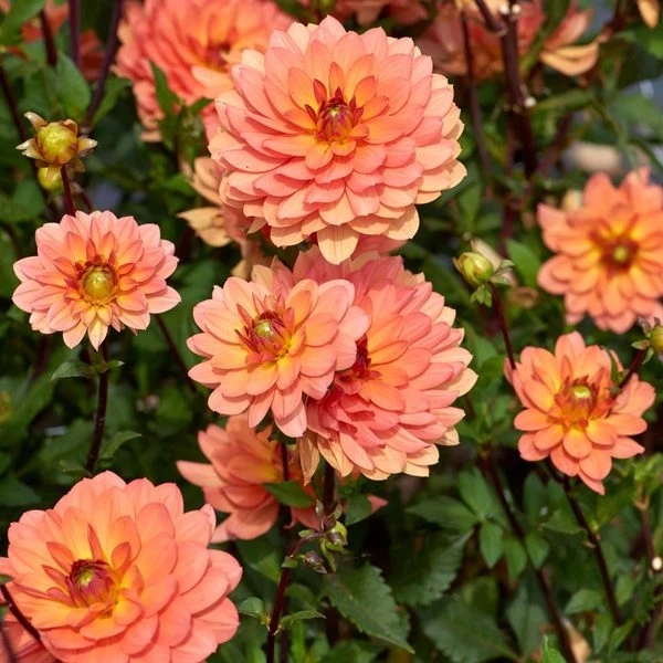 Dahlia 'Doctor P.H. Riedl' 1 Dahlia 'Doctor P.H. Riedl'