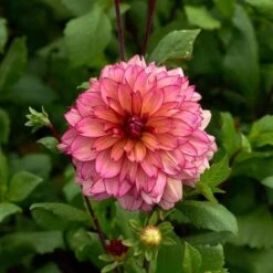 Dahlia 'Rawhide'