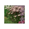 Sedum Telephium 'Matrona'