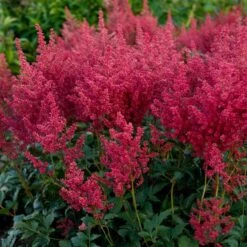 Astilbe 'Montgomery' 5 Astilbe 'Montgomery' -Olivia Plants Sales x600 28659