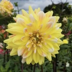 Dahlia 'Peaches And Cream' -Olivia Plants Sales x600 28732
