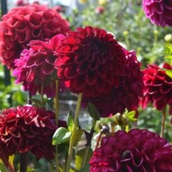Dahlia 'Maroon Fox' -Olivia Plants Sales x600 28742