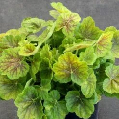Heuchera Northern Exposure™ Sienna -Olivia Plants Sales x600 28788