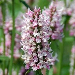 Stachys 'Summer Crush' -Olivia Plants Sales x600 28811