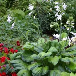 Hosta 'Guacamole' -Olivia Plants Sales x600 28855
