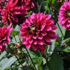 Dahlia 'Purple Haze' 6 Dahlia 'Purple Haze' -Olivia Plants Sales x600 28859