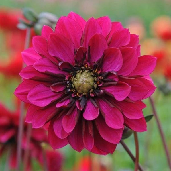 Dahlia 'Purple Haze' 4 Dahlia 'Purple Haze' - Image 4