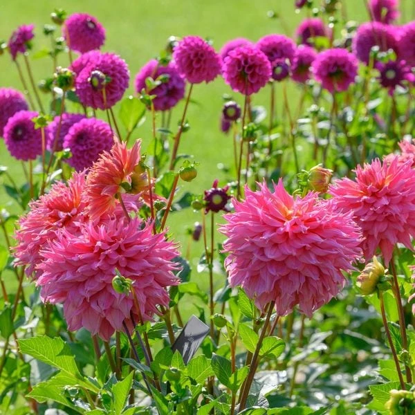 Dahlia 'Omega' 6 Dahlia 'Omega' - Image 6