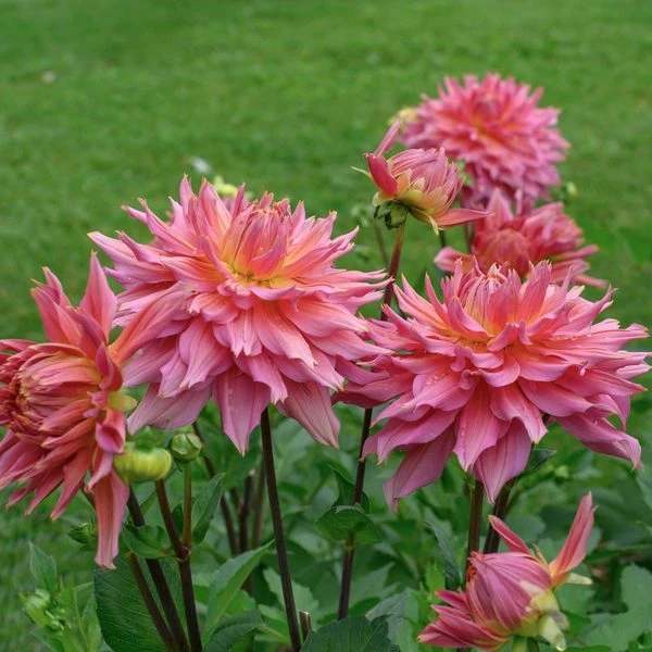 Dahlia 'Omega' 7 Dahlia 'Omega' - Image 7