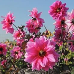 Dahlia 'Fascination' 8 Dahlia 'Fascination' -Olivia Plants Sales x600 28915