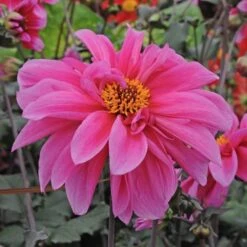 Dahlia 'Fascination' 9 Dahlia 'Fascination' -Olivia Plants Sales x600 28916