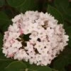 Viburnum Carlesii Spice Baby™