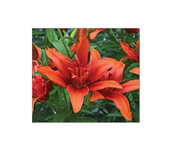 Bold Colors Asiatic Lily Mix -Olivia Plants Sales x600 2897