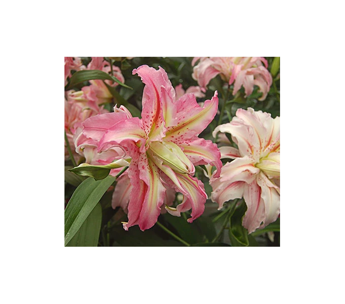 Lilium 'Broken Heart' 1 Lilium 'Broken Heart'