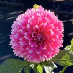 Dahlia 'Fuzzy Wuzzy' -Olivia Plants Sales x600 28999