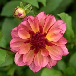 Dahlia 'Rawhide' -Olivia Plants Sales x600 29000