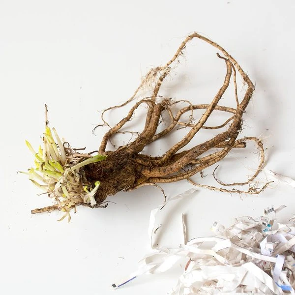 Papaver Orientale 'Snow Goose' 1 Papaver Orientale 'Snow Goose'