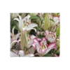 Lilium 'Hotline'